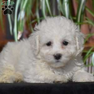 Cody, Bichon Frise Puppy